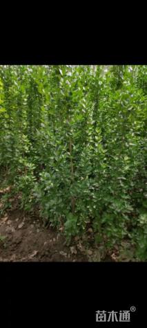 高度180厘米北海道黄杨