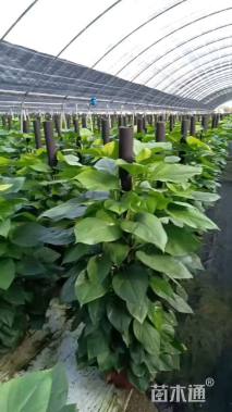 150厘米绿萝