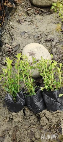 高度20厘米满天星