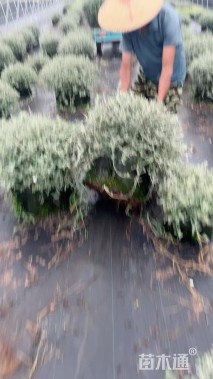 高度80厘米水果兰球