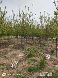 高度300厘米冬红果海棠