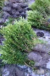 高度25厘米瓜子黄杨