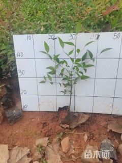 高度30厘米南天竹小苗