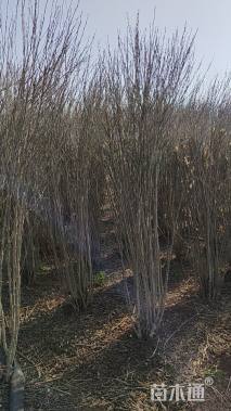 高度150厘米丛生木槿