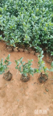 高度30厘米小叶栀子