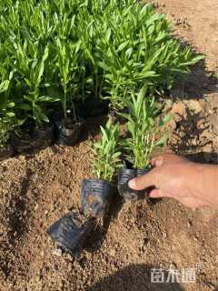 高度16厘米假龙头