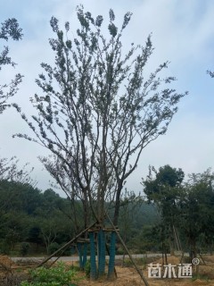 60公分丛生朴树