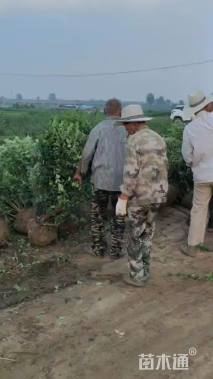 冠幅190厘米卫矛球