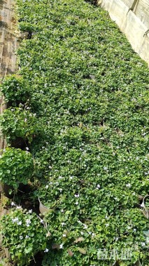 高度10厘米肾叶堇