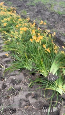 高度40厘米大花萱草