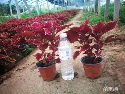 高度25厘米百日菊