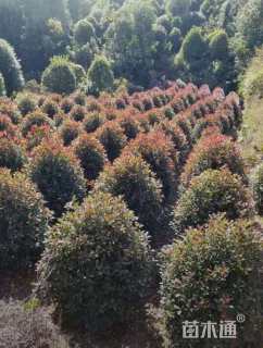 冠幅50厘米红叶石楠球