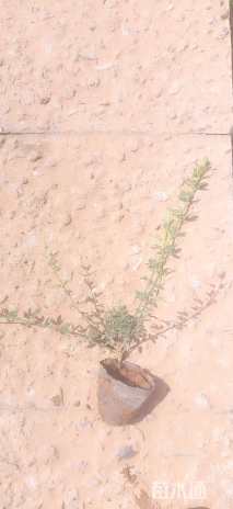 高度30厘米迎春花