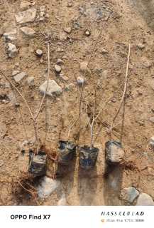 高度25厘米密枝红叶李