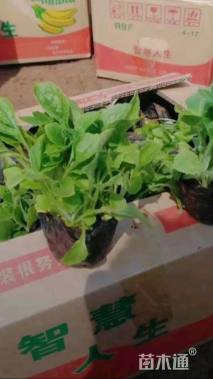 高度14厘米毛地黄