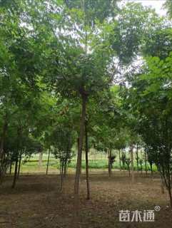 12公分绿叶复叶槭