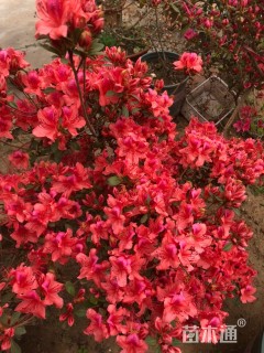 高度120厘米杜鹃