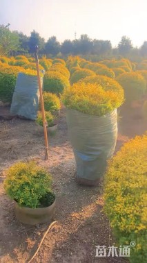 冠幅150厘米亮晶女贞球