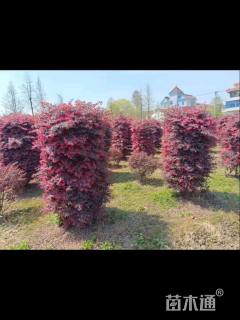 高度100厘米红花继木柱