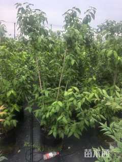 高度120厘米素馨腊梅