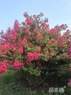 高度300厘米丛生紫薇