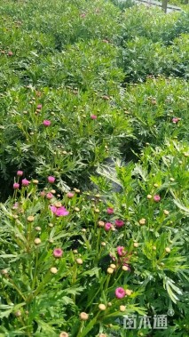 高度35厘米玛格丽特花