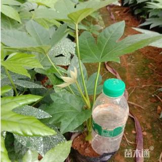 高度80厘米八角金盘小苗