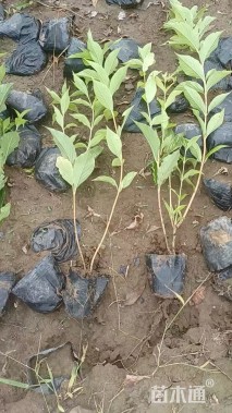 高度30厘米红王子锦带