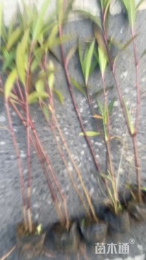 高度45厘米翠芦莉