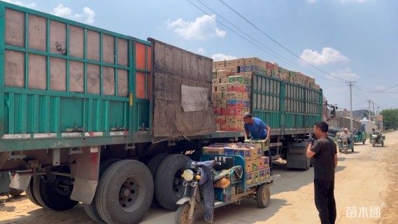 高度25厘米大麻叶泽兰