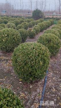冠幅90厘米瓜子黄杨球