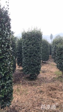 高度250厘米茶梅柱