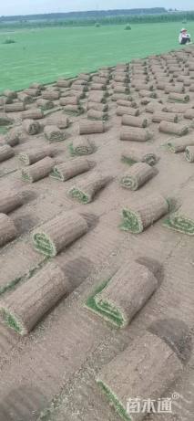 草卷状百慕大草