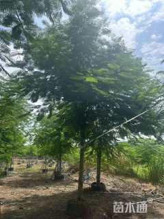 15公分凤凰木