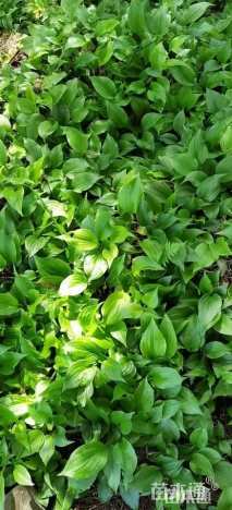 高度22厘米玉簪