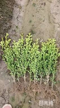 高度30厘米瓜子黄杨