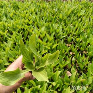 高度20厘米玉簪