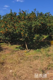 高度400厘米砂糖桔