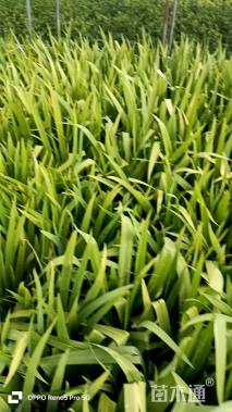 高度20厘米蓝花鸢尾