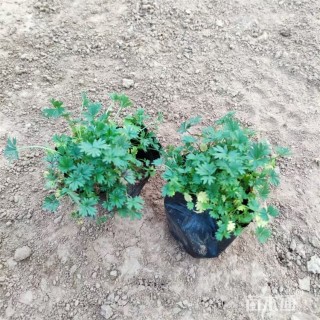 高度22厘米五叶委陵菜