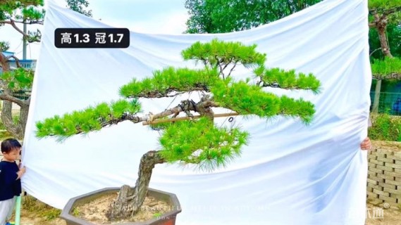 3公分罗汉松