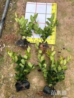 高度20厘米金森女贞