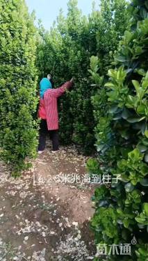 高度200厘米北海道黄杨柱