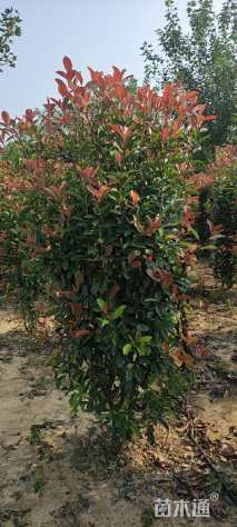 高度180厘米红叶石楠柱