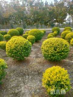 冠幅100厘米金冠女贞球