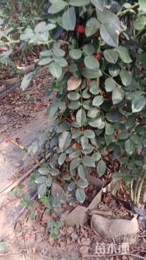 150厘米藤本月季