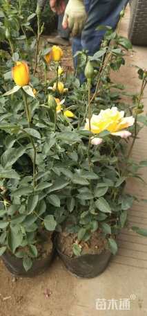 高度40厘米月季