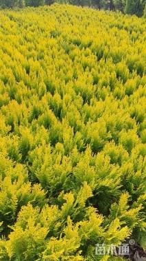 高度35厘米洒金柏