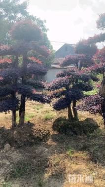15公分造型红花继木桩