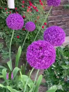 荷兰进口大花葱大花葱种子